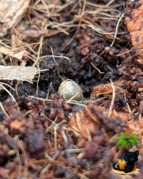 The Dreamy, Pineapple Dream - Catlife420. Week 1 - 10-25
Day 1