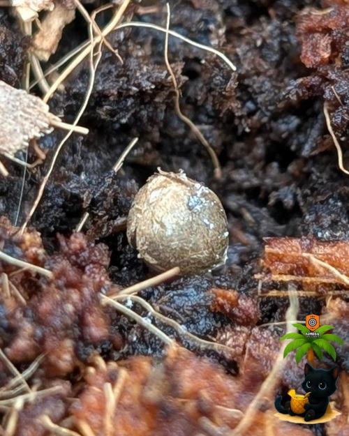 The Dreamy, Pineapple Dream - Catlife420. Week 1 - 10-25
Day 1