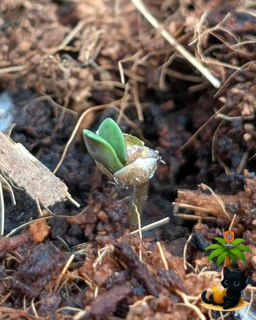 The Dreamy, Pineapple Dream - Catlife420. Week 1 - 10-26
Day 2