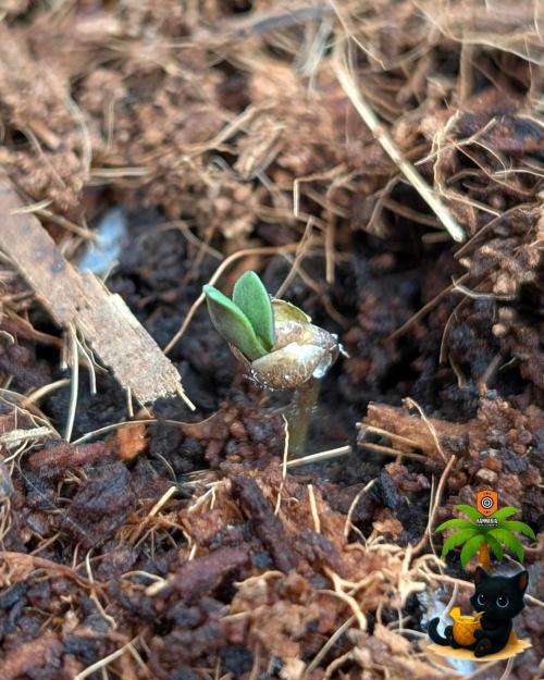 The Dreamy, Pineapple Dream - Catlife420. Week 1 - 10-26
Day 2