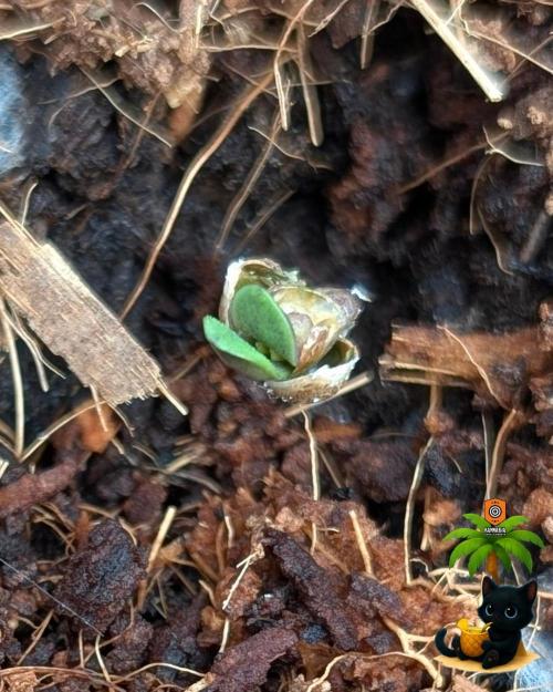 The Dreamy, Pineapple Dream - Catlife420. Week 1 - 10-26
Day 2