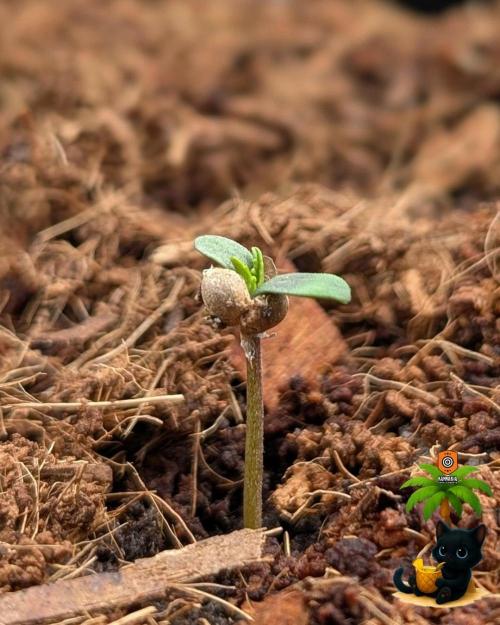 The Dreamy, Pineapple Dream - Catlife420. Week 1 - 10-26
Day 2