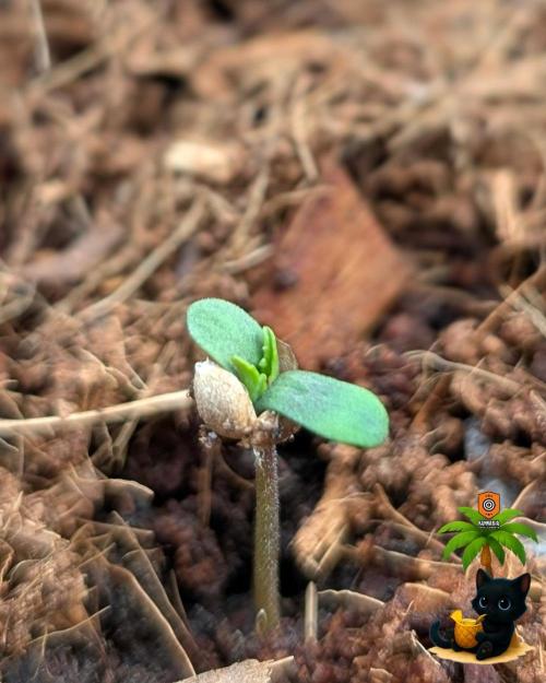 The Dreamy, Pineapple Dream - Catlife420. Week 1 - 10-26
Day 2