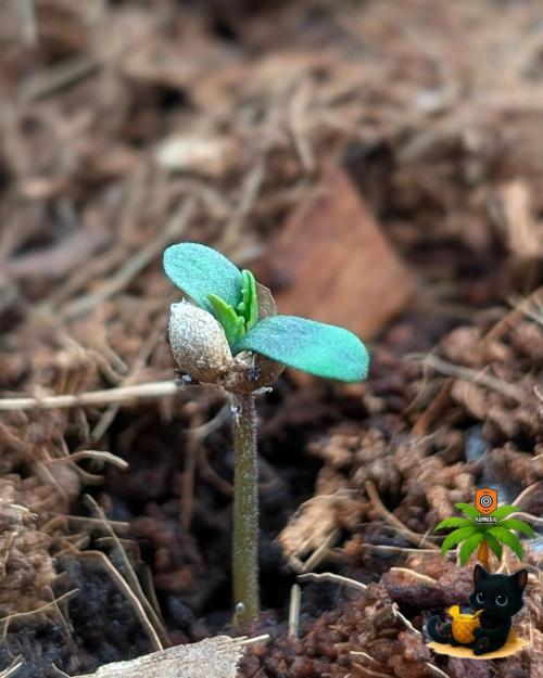 The Dreamy, Pineapple Dream - Catlife420. Week 1 - 10-26
Day 2