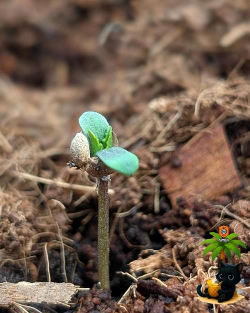 The Dreamy, Pineapple Dream - Catlife420. Week 1 - 10-26
Day 2