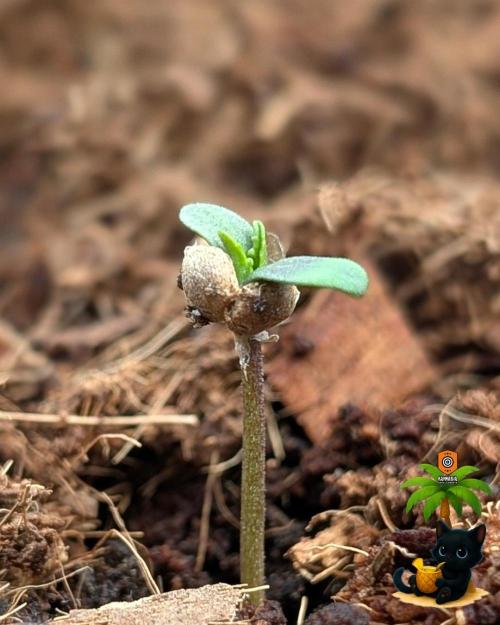 The Dreamy, Pineapple Dream - Catlife420. Week 1 - 10-26
Day 2