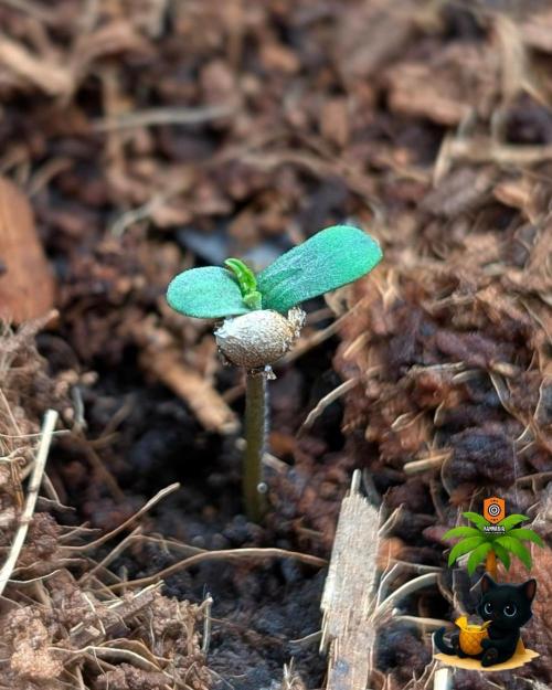 The Dreamy, Pineapple Dream - Catlife420. Week 1 - 10-26
Day 2