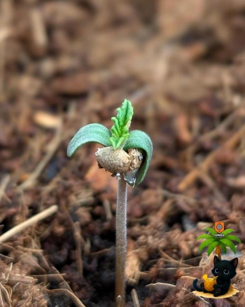 The Dreamy, Pineapple Dream - Catlife420. Week 1 - 10-27
Day 3