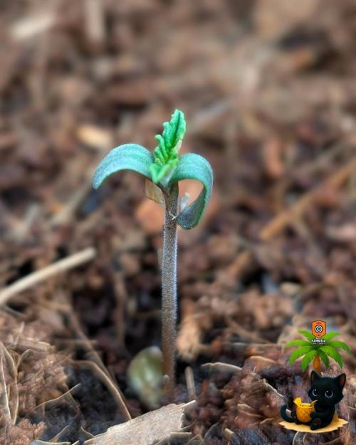 The Dreamy, Pineapple Dream - Catlife420. Week 1 - 10-27
Day 3