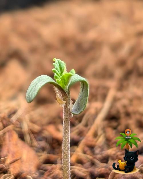 The Dreamy, Pineapple Dream - Catlife420. Week 1 - 10-27
Day 3