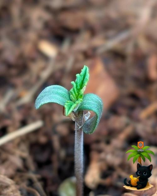 The Dreamy, Pineapple Dream - Catlife420. Week 1 - 10-27
Day 3