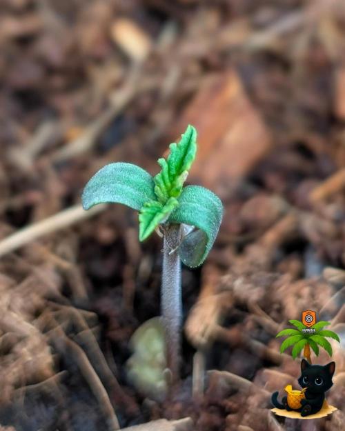 The Dreamy, Pineapple Dream - Catlife420. Week 1 - 10-27
Day 3