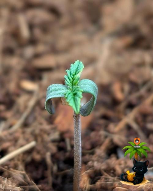 The Dreamy, Pineapple Dream - Catlife420. Week 1 - 10-27
Day 3