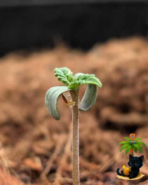 The Dreamy, Pineapple Dream - Catlife420. Week 1 - 10-27
Day 3