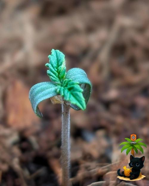 The Dreamy, Pineapple Dream - Catlife420. Week 1 - 10-27
Day 3