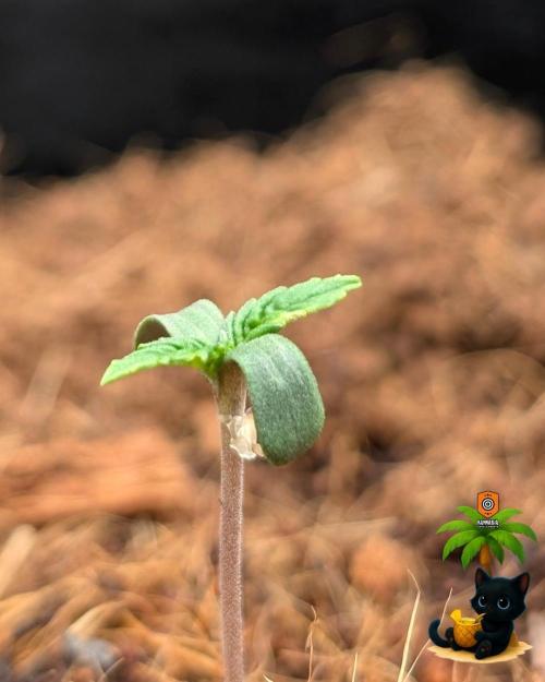 The Dreamy, Pineapple Dream - Catlife420. Week 1 - 10-28
Day 4