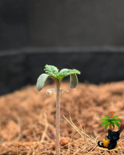 The Dreamy, Pineapple Dream - Catlife420. Week 1 - 10-28
Day 4