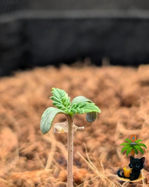 The Dreamy, Pineapple Dream - Catlife420. Week 1 - 10-28
Day 4