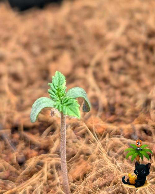 The Dreamy, Pineapple Dream - Catlife420. Week 1 - 10-28
Day 4