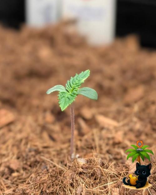 The Dreamy, Pineapple Dream - Catlife420. Week 1 - 10-29
Day 5