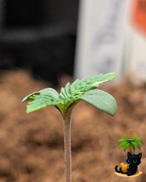 The Dreamy, Pineapple Dream - Catlife420. Week 1 - 10-29
Day 5