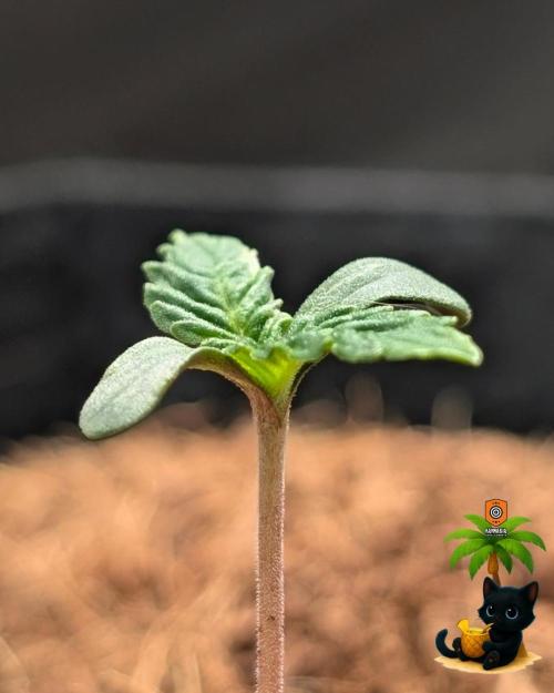 The Dreamy, Pineapple Dream - Catlife420. Week 1 - 10-29
Day 5