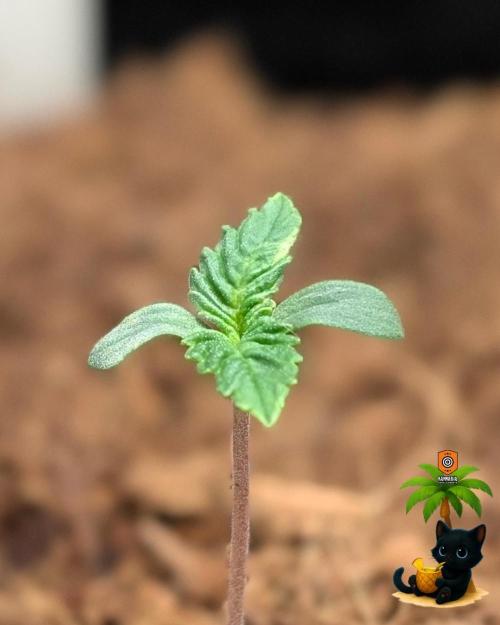 The Dreamy, Pineapple Dream - Catlife420. Week 1 - 10-29
Day 5