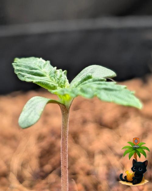 The Dreamy, Pineapple Dream - Catlife420. Week 1 - 10-30
Day 6