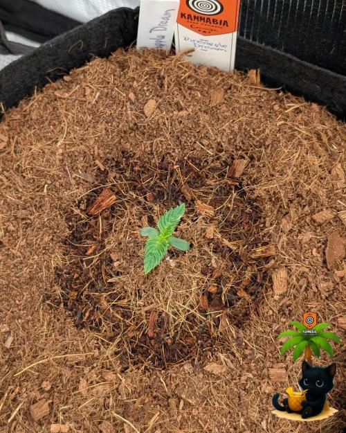 The Dreamy, Pineapple Dream - Catlife420. Week 1 - 10-30
Day 6