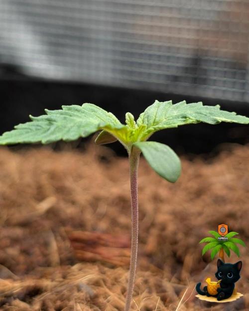 The Dreamy, Pineapple Dream - Catlife420. Week 1