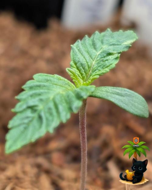 The Dreamy, Pineapple Dream - Catlife420. Week 1