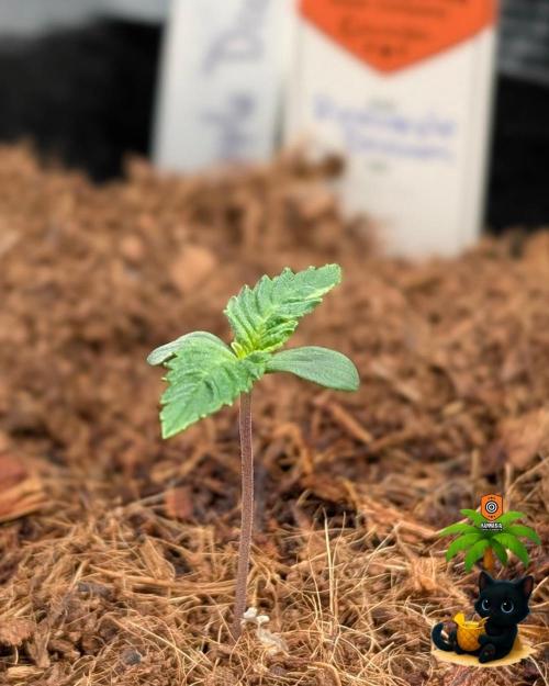 The Dreamy, Pineapple Dream - Catlife420. Week 1 - 10-30
Day 6