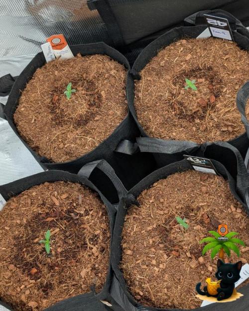 The Dreamy, Pineapple Dream - Catlife420. Week 1 - 10-30
Day 6