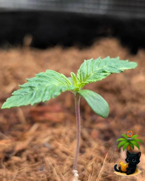 The Dreamy, Pineapple Dream - Catlife420. Week 1 - 10-31
Day 7