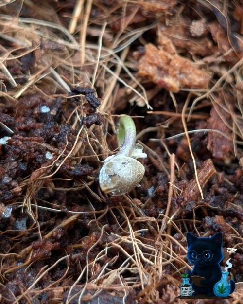 FEM 11 Photo Tester - Catlife420. Week 1 - 10-25
Day 1