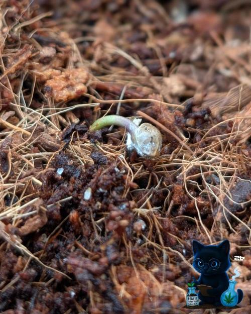 FEM 11 Photo Tester - Catlife420. Week 1 - 10-25
Day 1