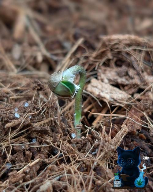 FEM 11 Photo Tester - Catlife420. Week 1 - 10-26
Day 2