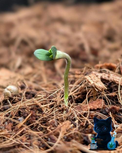 FEM 11 Photo Tester - Catlife420. Week 1 - 10-26
Day 2