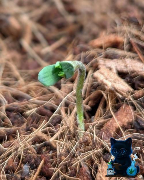 FEM 11 Photo Tester - Catlife420. Week 1 - 10-26
Day 2