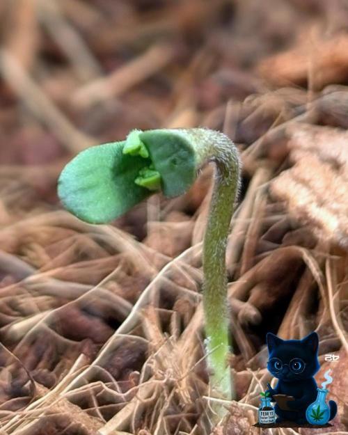 FEM 11 Photo Tester - Catlife420. Week 1 - 10-26
Day 2