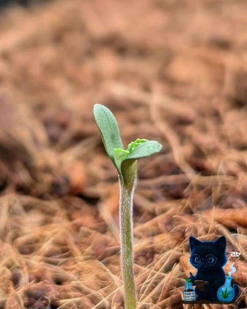 FEM 11 Photo Tester - Catlife420. Week 1 - 10-27
Day 3