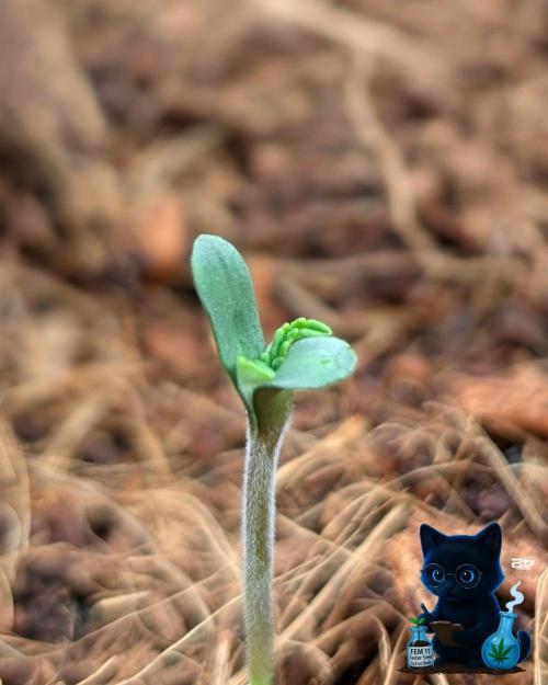 FEM 11 Photo Tester - Catlife420. Week 1 - 10-27
Day 3