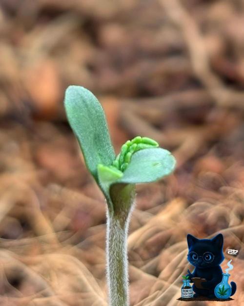 FEM 11 Photo Tester - Catlife420. Week 1 - 10-27
Day 3