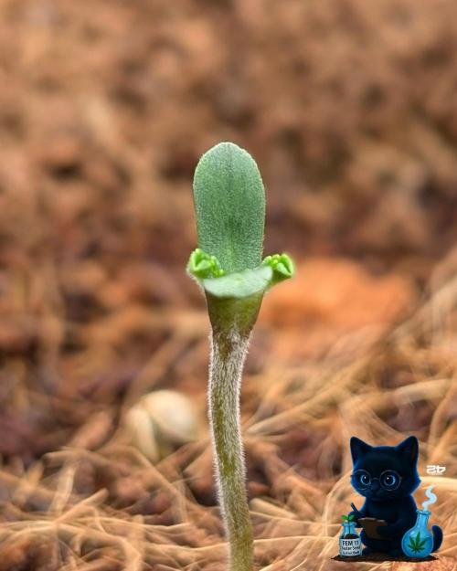 FEM 11 Photo Tester - Catlife420. Week 1 - 10-27
Day 3