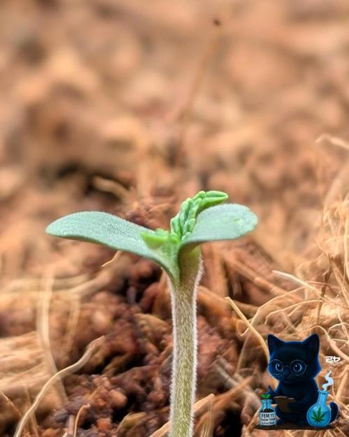 FEM 11 Photo Tester - Catlife420. Week 1 - 10-27
Day 3