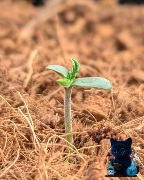 FEM 11 Photo Tester - Catlife420. Week 1 - 10-27
Day 3