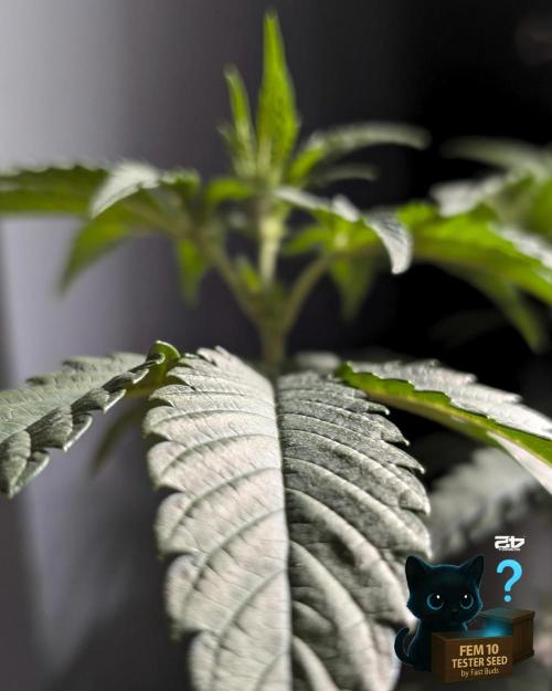 Fem 10 Photo. Week 7