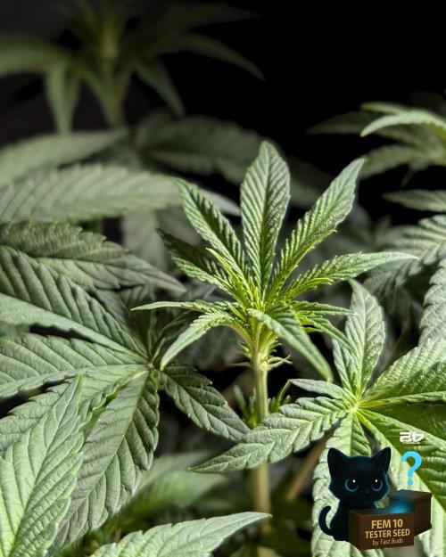 Fem 10 Photo. Week 7