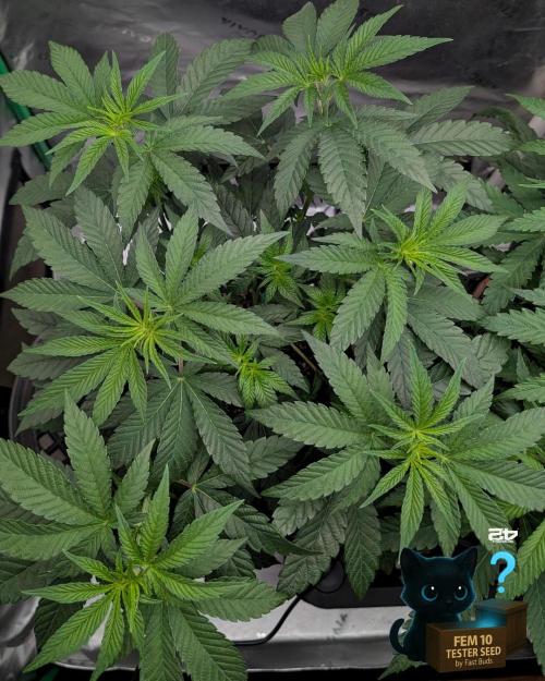 Fem 10 Photo. Week 7