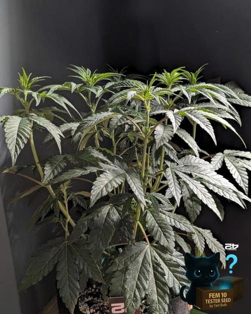 Fem 10 Photo. Week 7